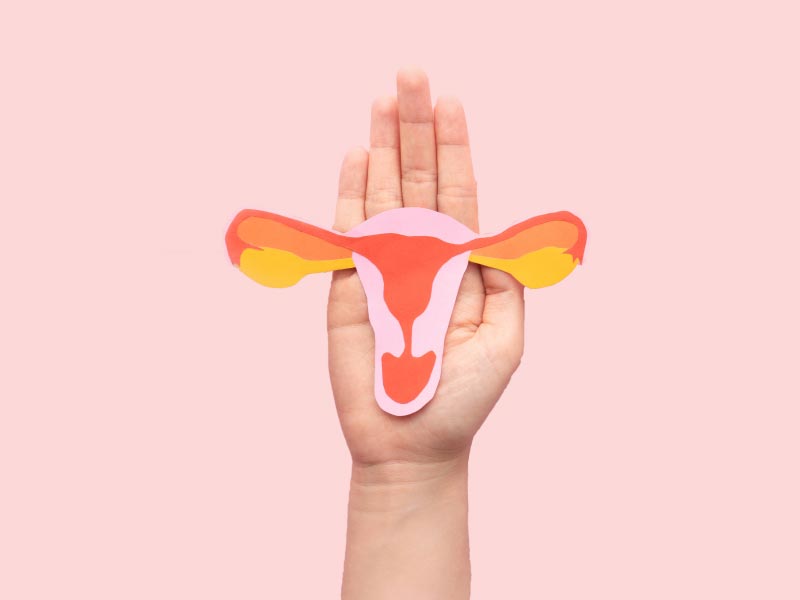A diagram of female reproductive anatomy in the palm of a hand with a pink background