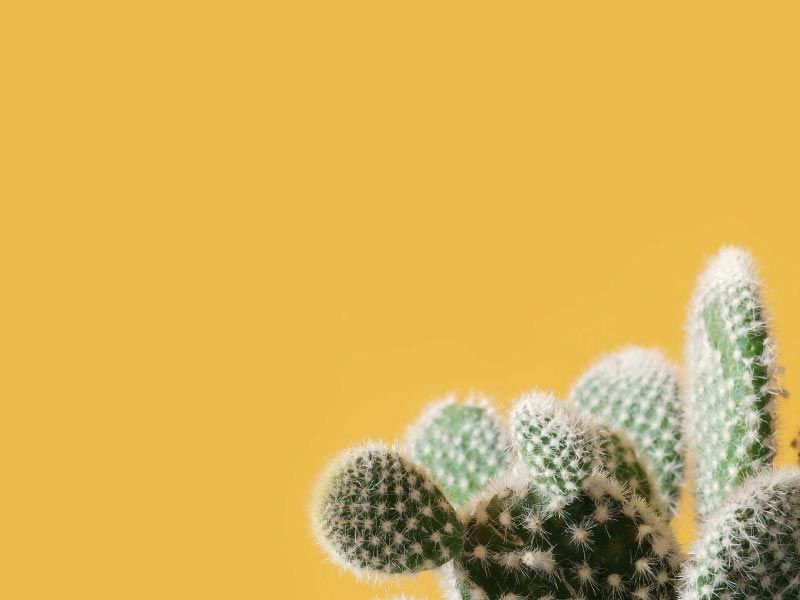 A group of cactus branches on a yellow background