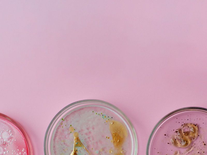 Multiple petri dishes with various colors of bacteria on a purple surface