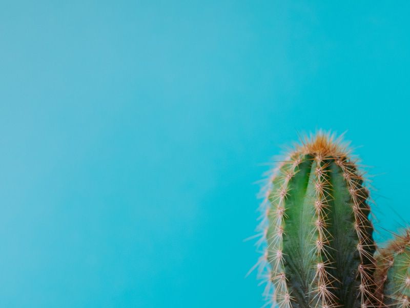 a spiky cactus on a blue background