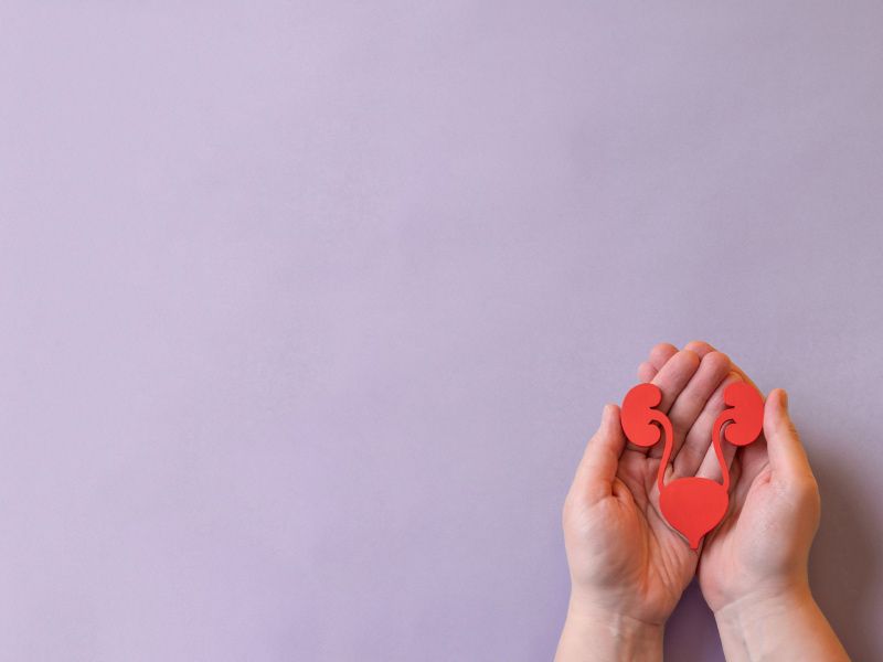 Hands holding red paper cut-out of urinary tract system on purple background