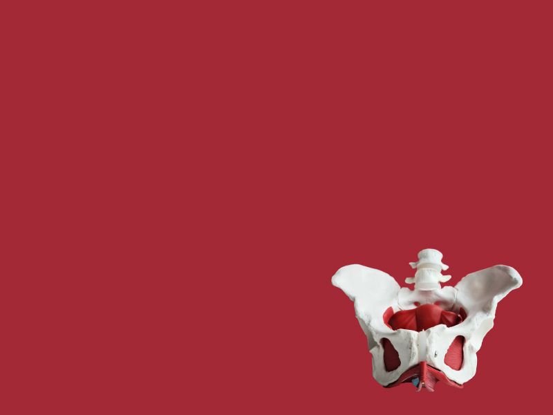 A 3D model of the pelvic floor on a maroon background