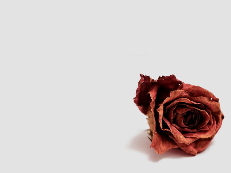 Dried red rose on light gray background