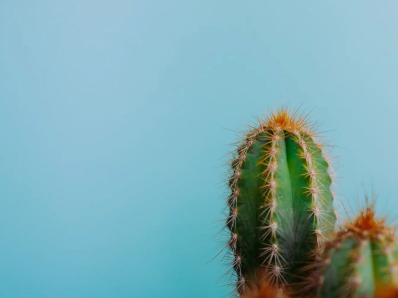 A cluster of cactuses in front of a turquoise background