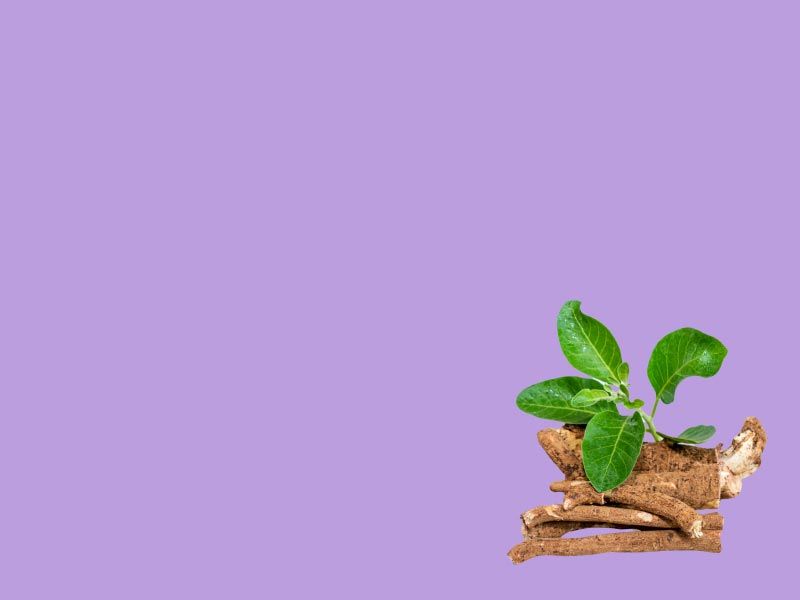 Ashwagandha roots and leaves on a purple surface