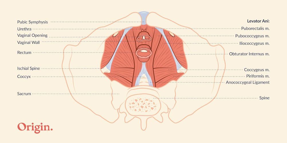 A diagram of pelvic floor anatomy