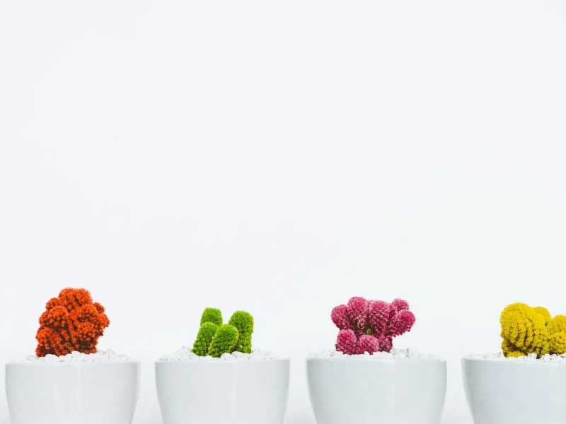 A row of colorful cactuses in matching white pots