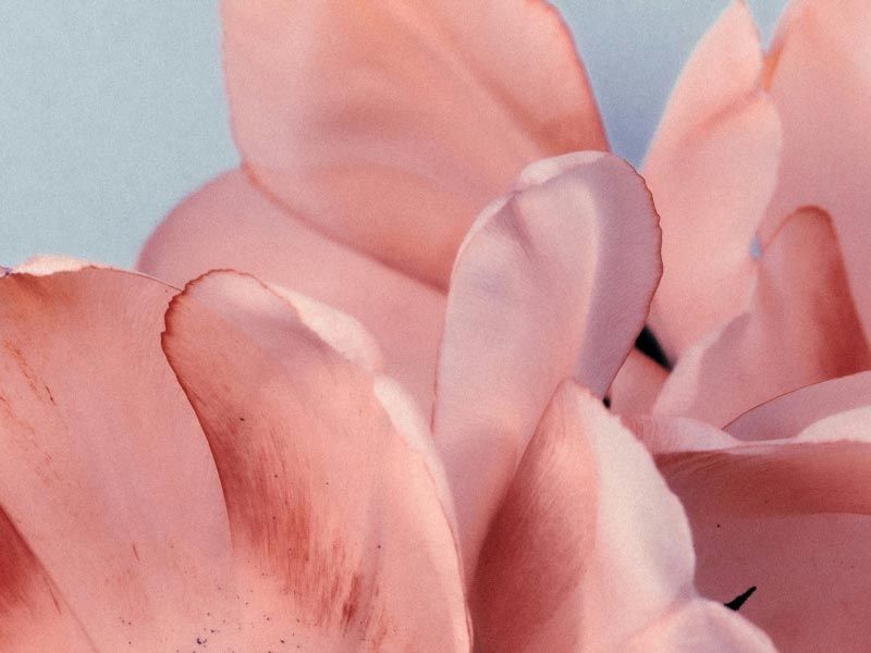 Various shades of pink petals in front of a light blue background