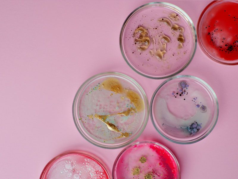 Multiple petri dishes with various colors of bacteria on a purple surface