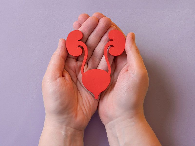 Hands holding red paper cut-out of urinary tract system on purple background