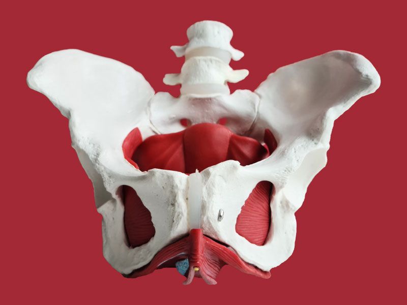 A 3D model of the pelvic floor on a maroon background