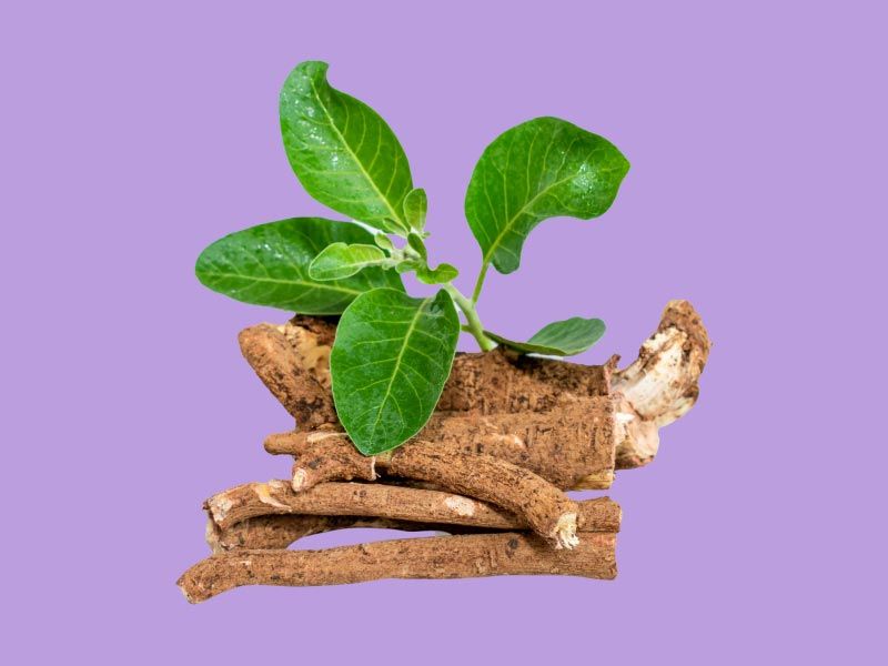 Ashwagandha roots and leaves on a purple surface