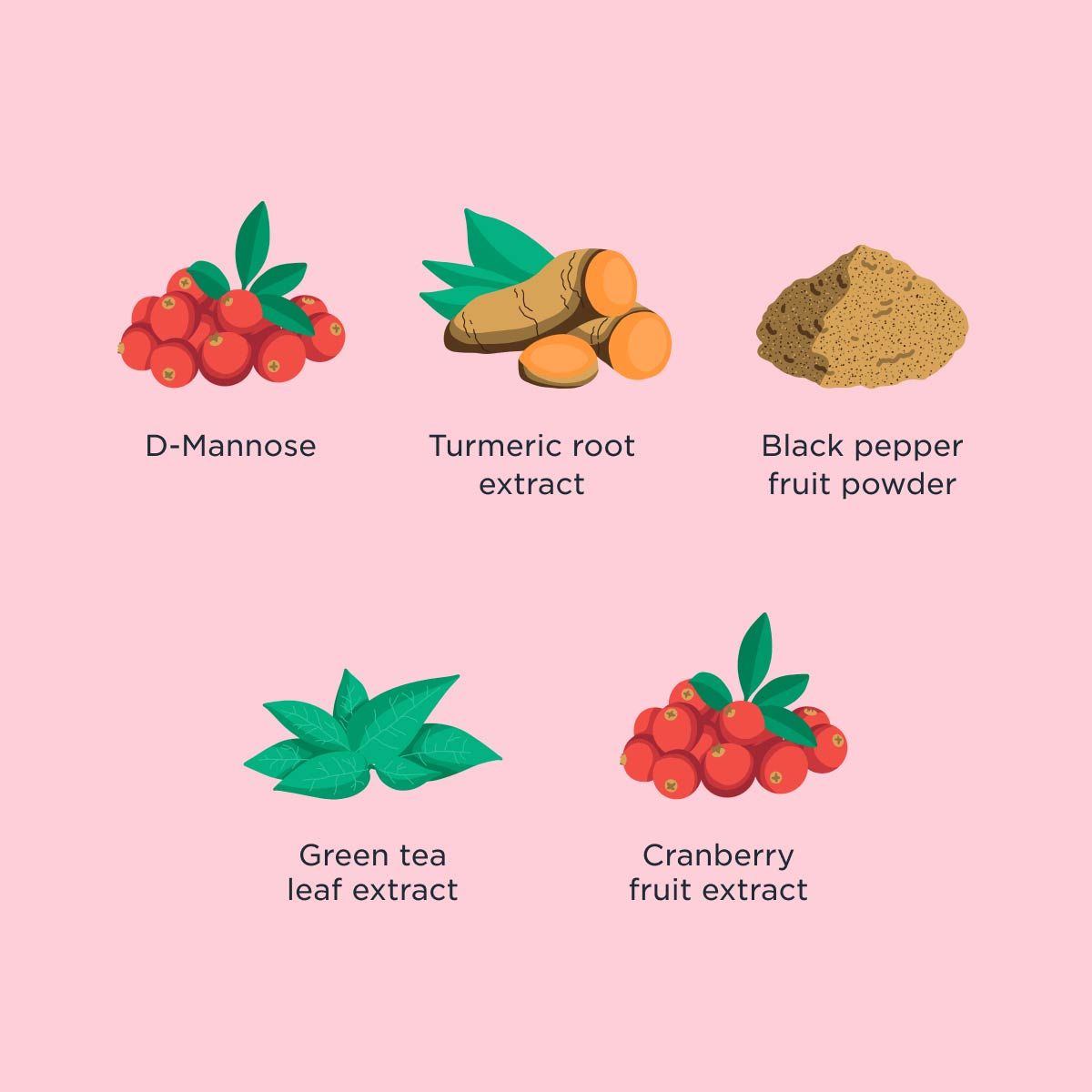 Ingredient highlight graphic for Wisp Urinary Tract Duo with illustrations of each ingredient included