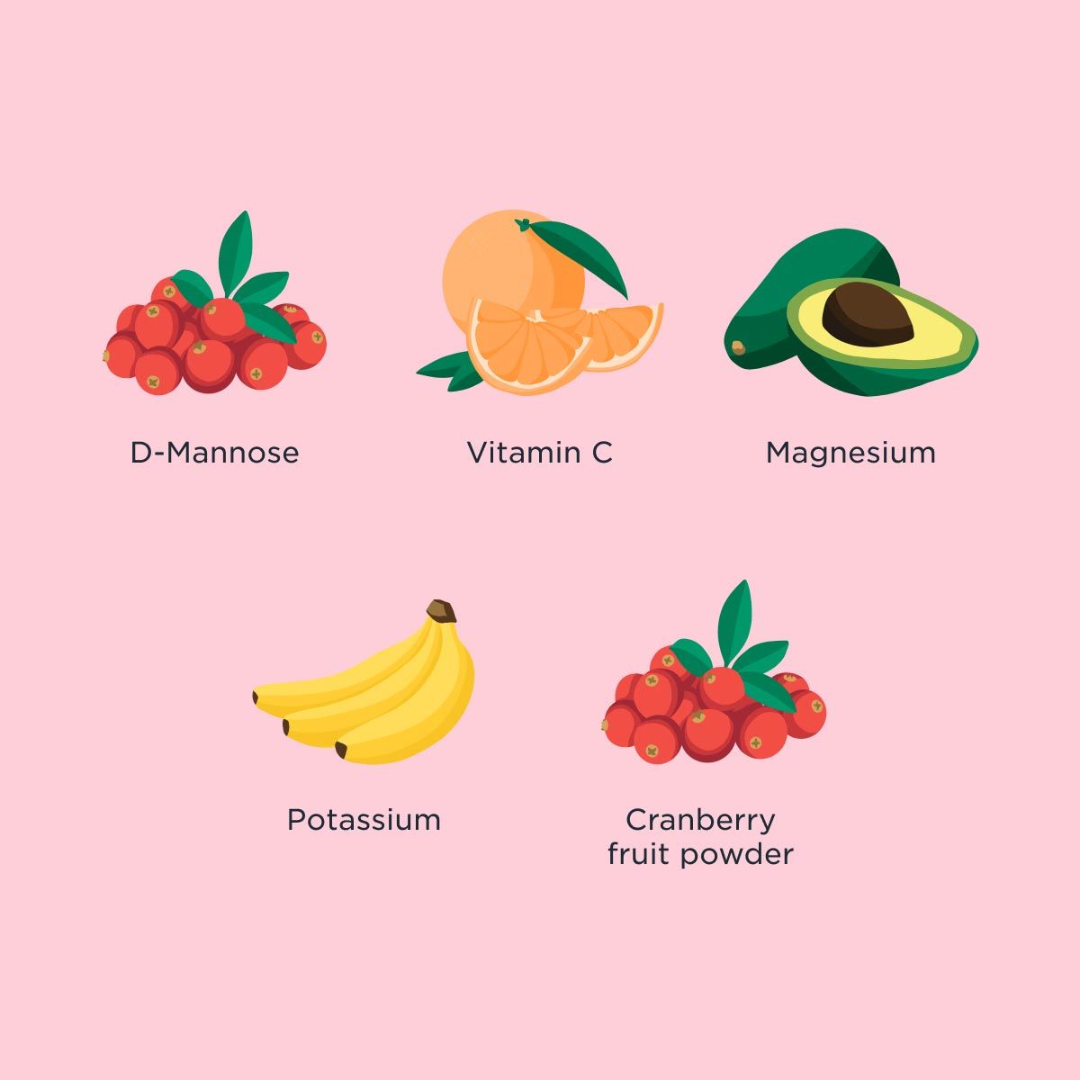 Ingredient highlight graphic for Wisp Urinary Tract Duo with illustrations of each ingredient included