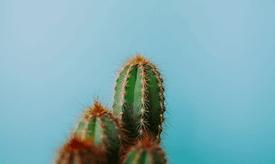 Cactus on a blue background
