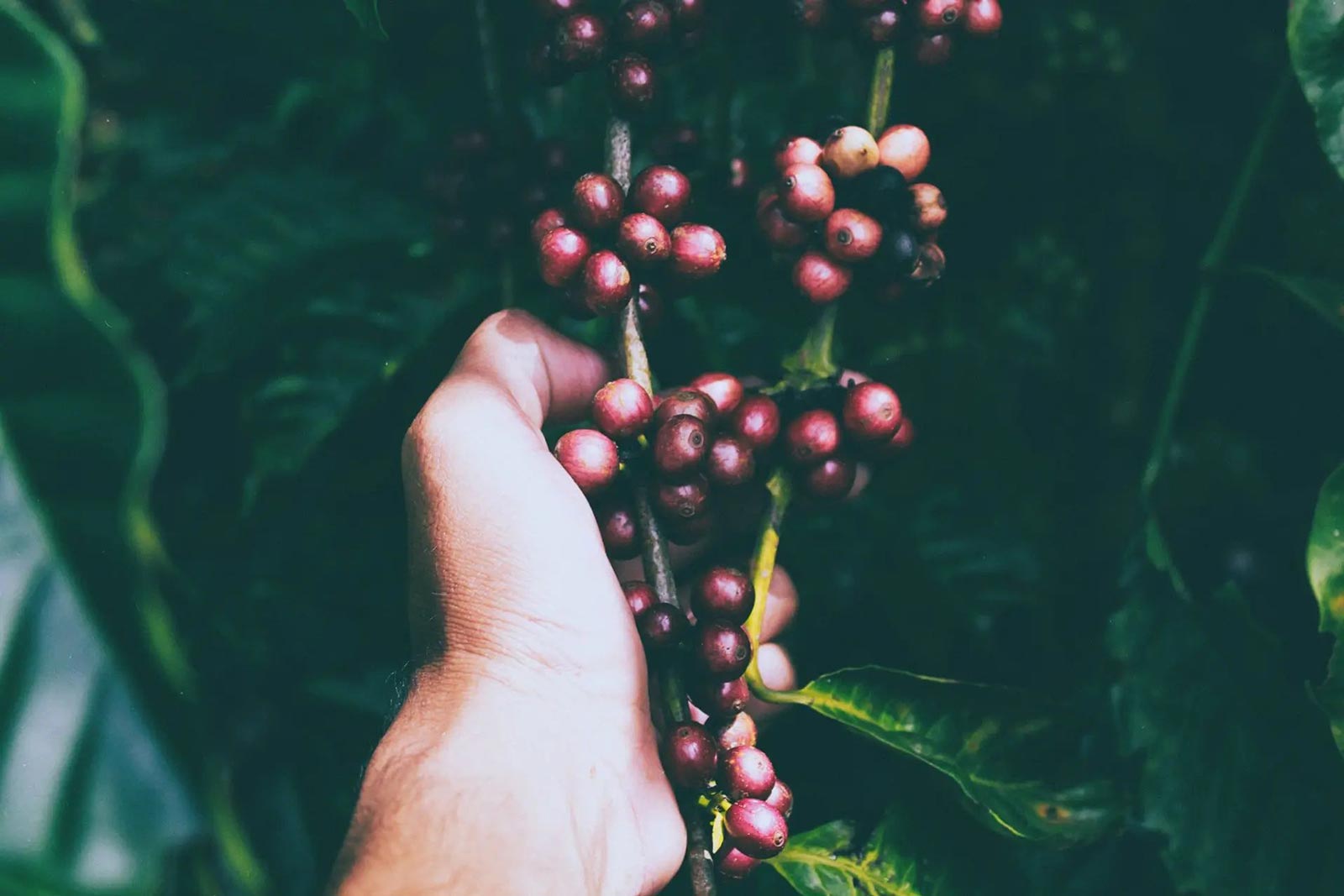 hand holding plant with berries