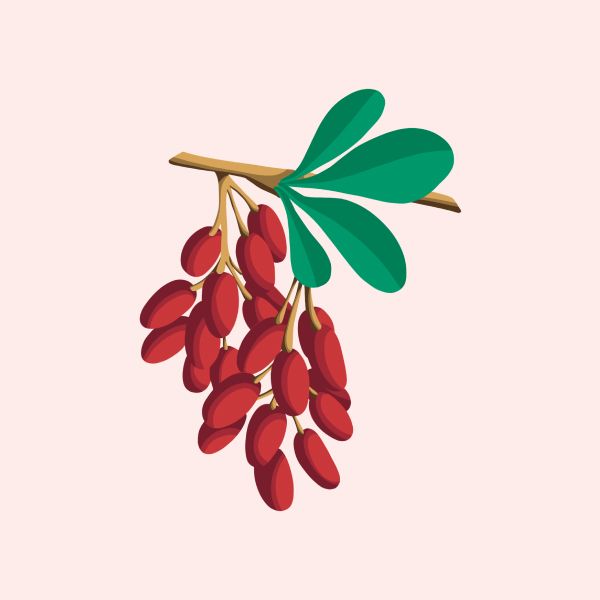 drawing of a branch with green leaves and red seeds below