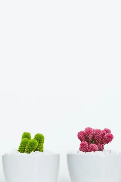 A row of colorful cactuses in matching white pots