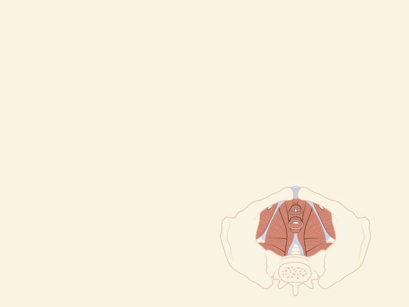 Pelvic floor anatomic illustration on a cream colored background