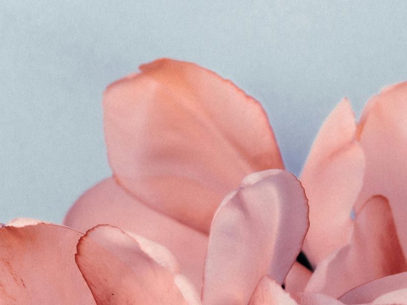 Various shades of pink petals in front of a light blue background