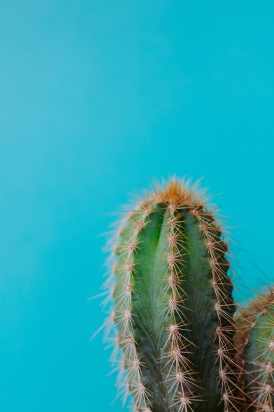 a spiky cactus on a blue background