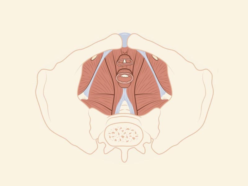 Pelvic floor anatomic illustration on a cream colored background