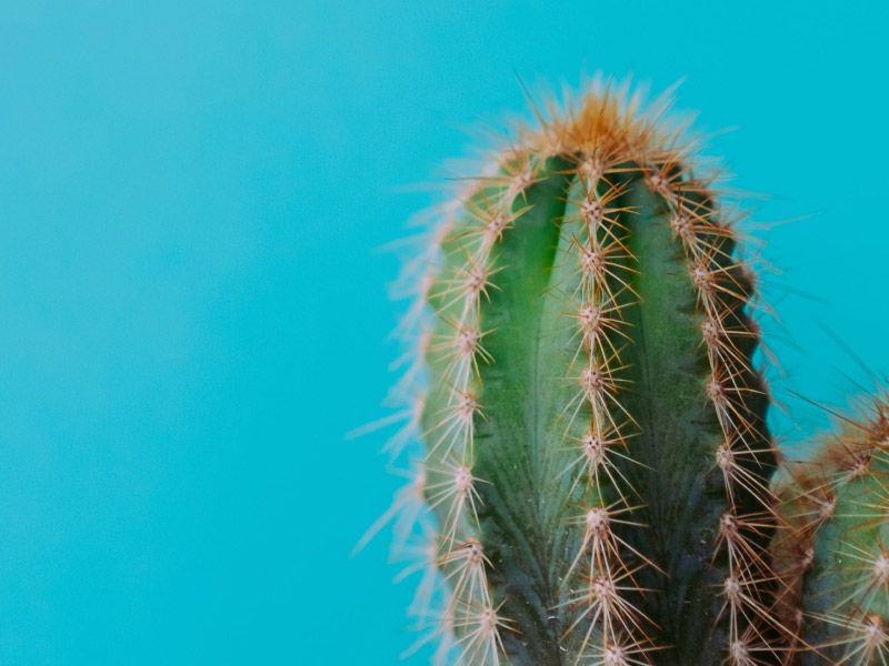 a spiky cactus on a blue background