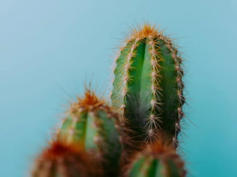 A cluster of cactuses in front of a turquoise background