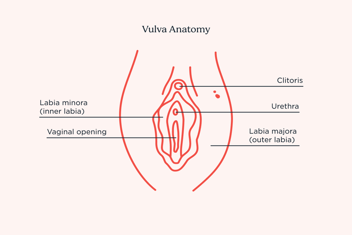 Diagram of Vulva anatomy