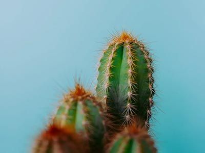 Close up of a cactus on a blue background
