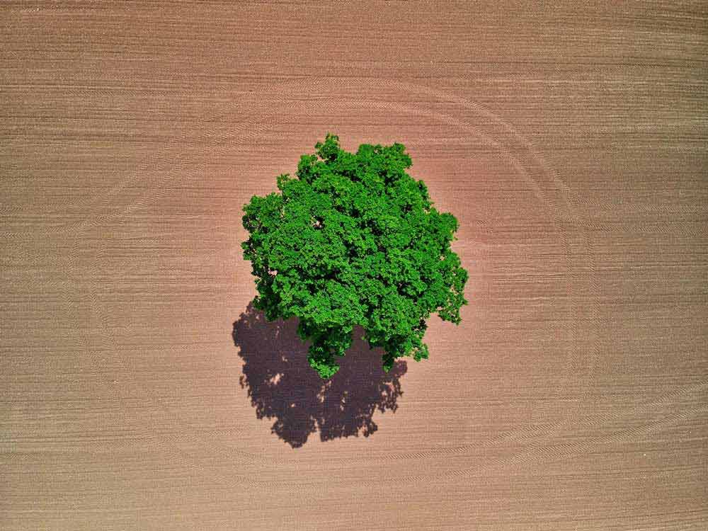 a solitary green tree in a dry field, shown from above