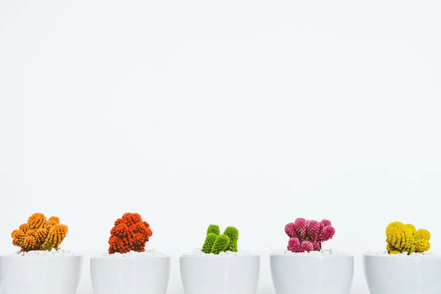 colorful cacti in white pots on a white background